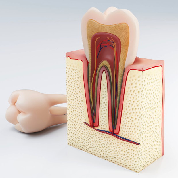 The inside of a tooth